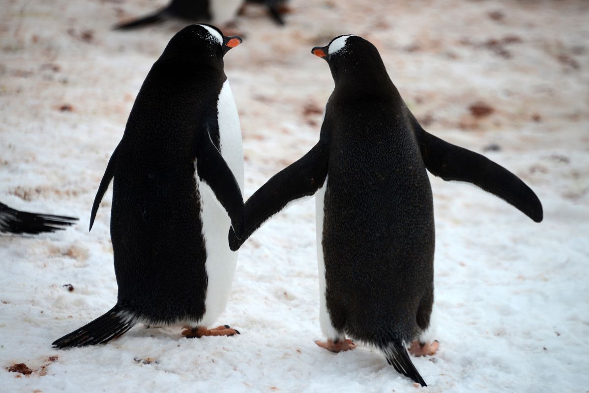 07B Two Gentoo Penguins Holding Hands On The Ridge Above Neko Harbour On Quark Expeditions Antarctica Cruise